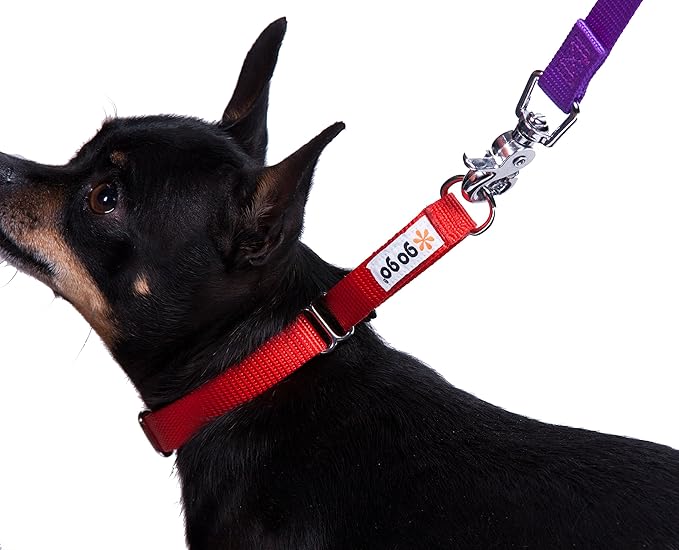 GOGO Pet Products 3/8-Inch Martingale Dog Collar, X-Small, Red