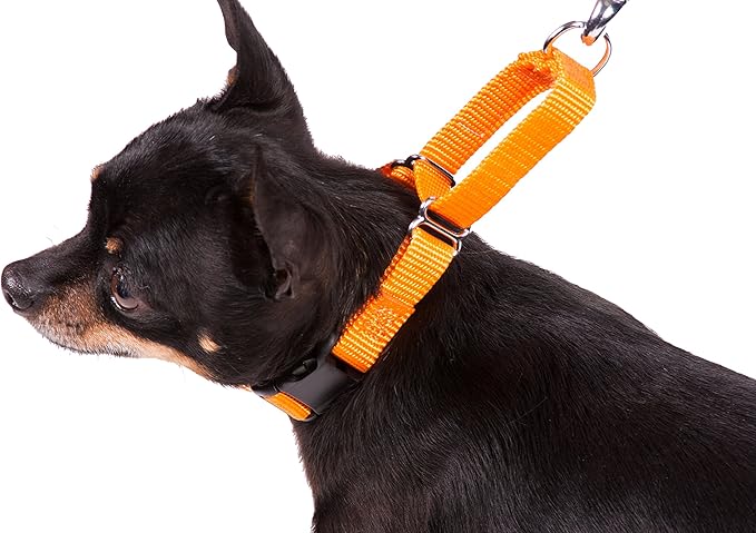 GOGO Pet Products 5/8-Inch Martingale Dog Collar, Small, Orange