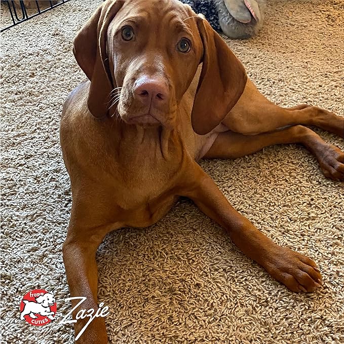 Fromm Large Breed Puppy Gold Premium Dry Dog Food - Dry Puppy Food for Large Breeds - Chicken Recipe - 5 lb