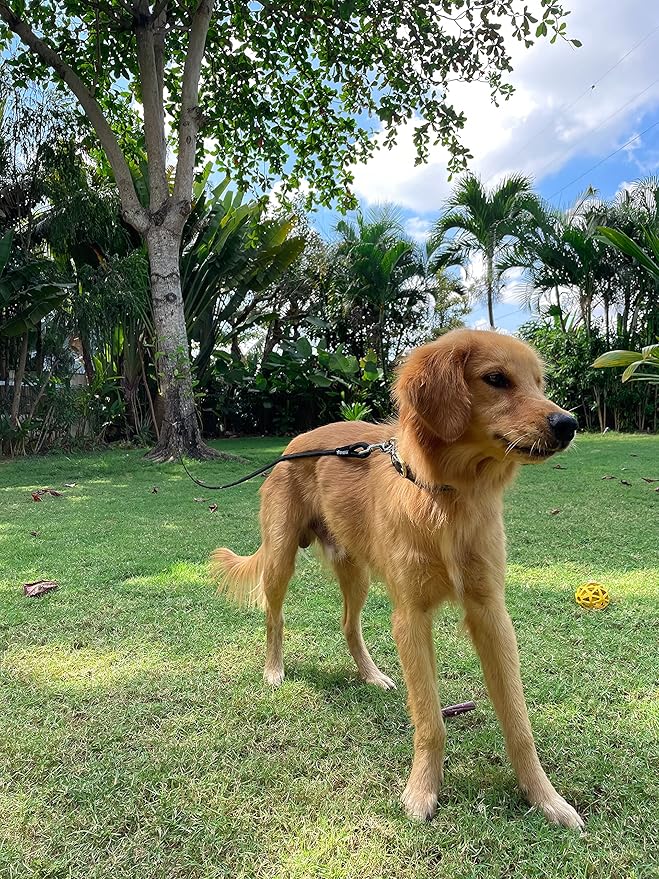 Tuff Pupper Heavy Duty 30 Foot Long Rope Leash for Dogs | Dog Recall Training Leash | High Visibility Strong Climbing Rope Leashes | Hand or Waist Worn | Stainless Steel 360° Clips for Tangle Free Use